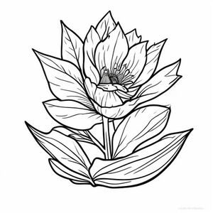 hoa đổ quyên