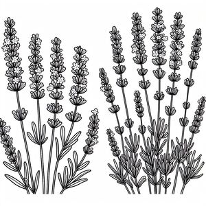 A line drawing of lavender flowers