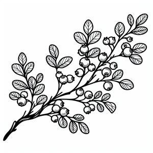 Một bản vẽ đen trắng của quả mọng trên cành 4