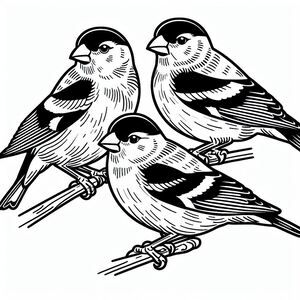 Finch