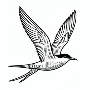 Nhạn Bắc Cực